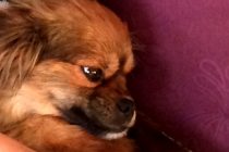 Nuna nam se izgubila, javite ako je vidite !!!