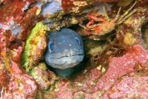 FOTO: Podmorski svijet primoštenskog arhipelaga kroz objektiv našeg čitatelja Iana Morrisona