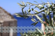 POETSKO-GLAZBENA VEČER: “Naše riči i boje pisme” u knjižnici Dr. Ante Starčević 1912.