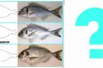 Kako razlikovati uzgojenu i divlju oradu?