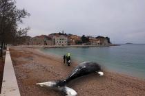 Splet nevjerojatnih okolnosti jutros zadesio Primošten….