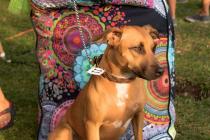 Zanimljivo popodne na Šibenskoj rivi.