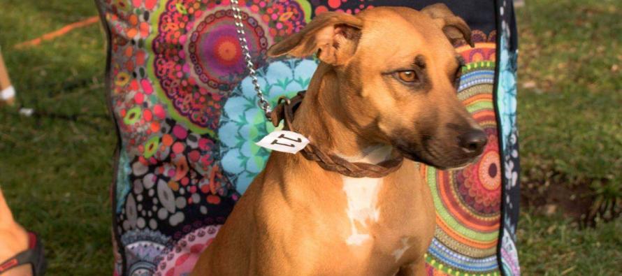 Zanimljivo popodne na Šibenskoj rivi.