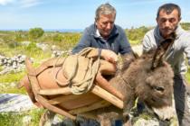 Znate li vi, svitu moj, od koga su se Dalmatinci naučili turizmu? Od tovara! E, je, baš od njih!