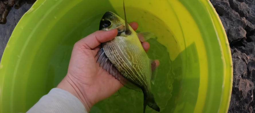 FORA PLUS video – Kako ne uloviti ribu