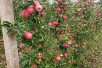 Utorak – dan za svježe voće i povrće