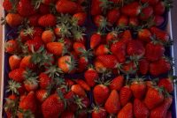 Jagode sutra stižu na stanicu