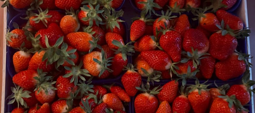 Jagode sutra stižu na stanicu